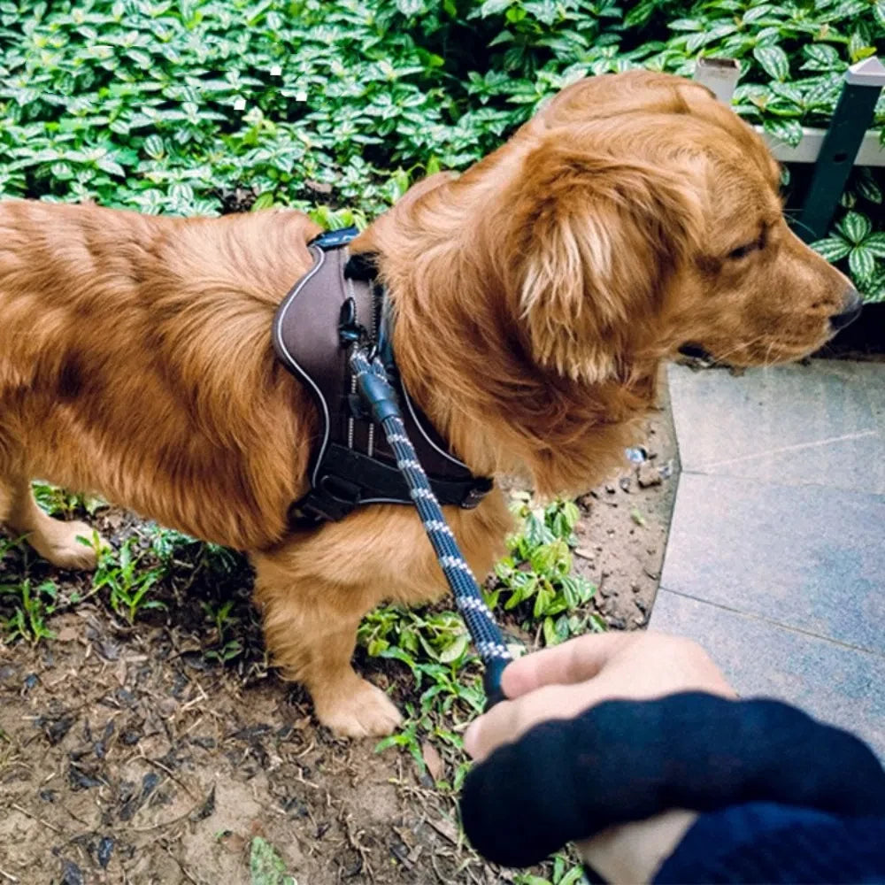 Short Close Following Dog Lead